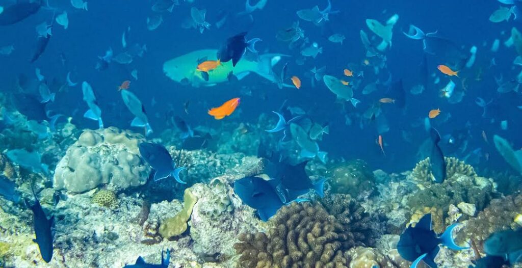 What makes Naifaru Island a unique destination ?