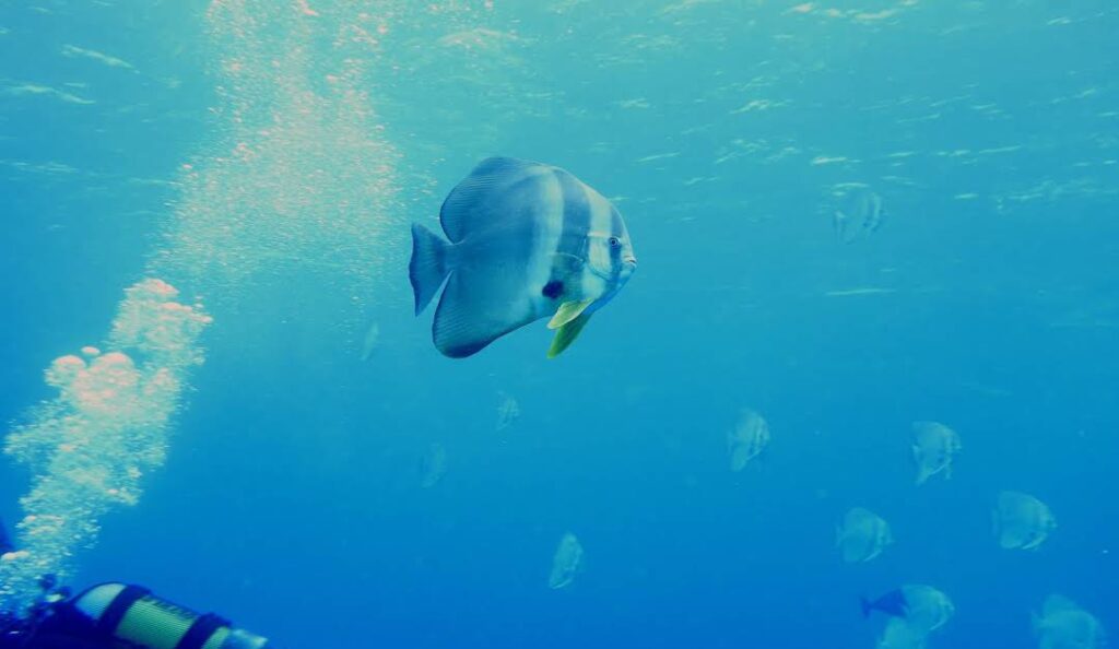 What is the best time to visit White Coral Rasdhoo?