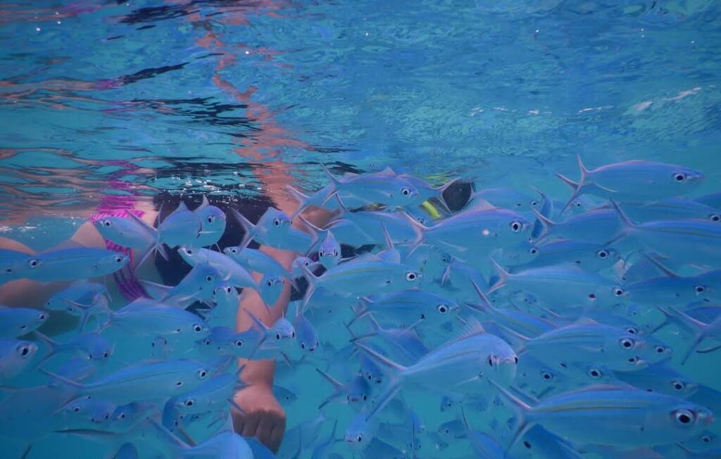 What animals and marine life might I expect to see near Wildlife?