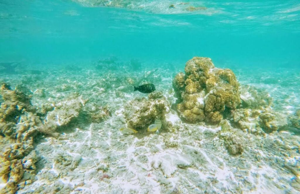 How do I get to White Coral Rasdhoo from Malé?
