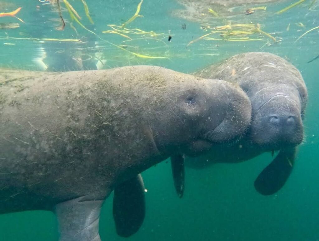Best for spotting manatees Crystal River