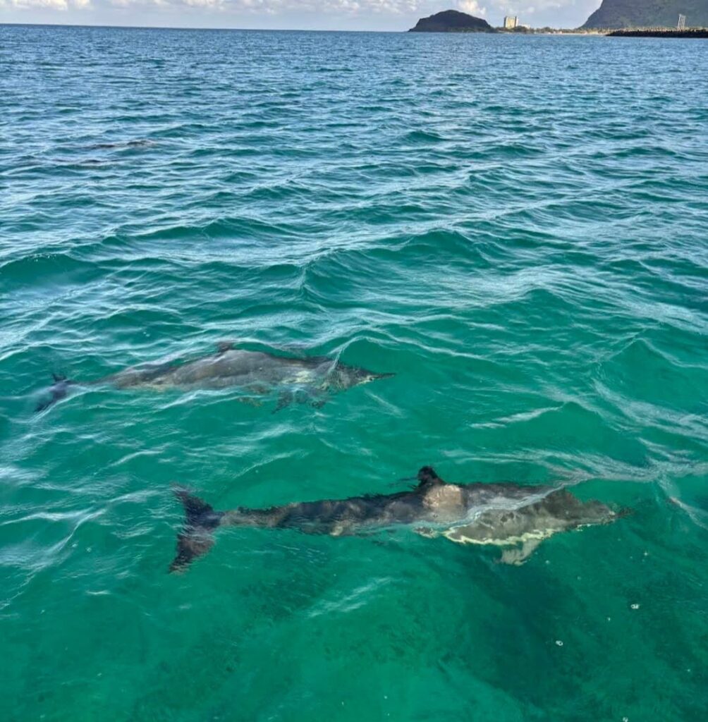 Dolphin Excursion