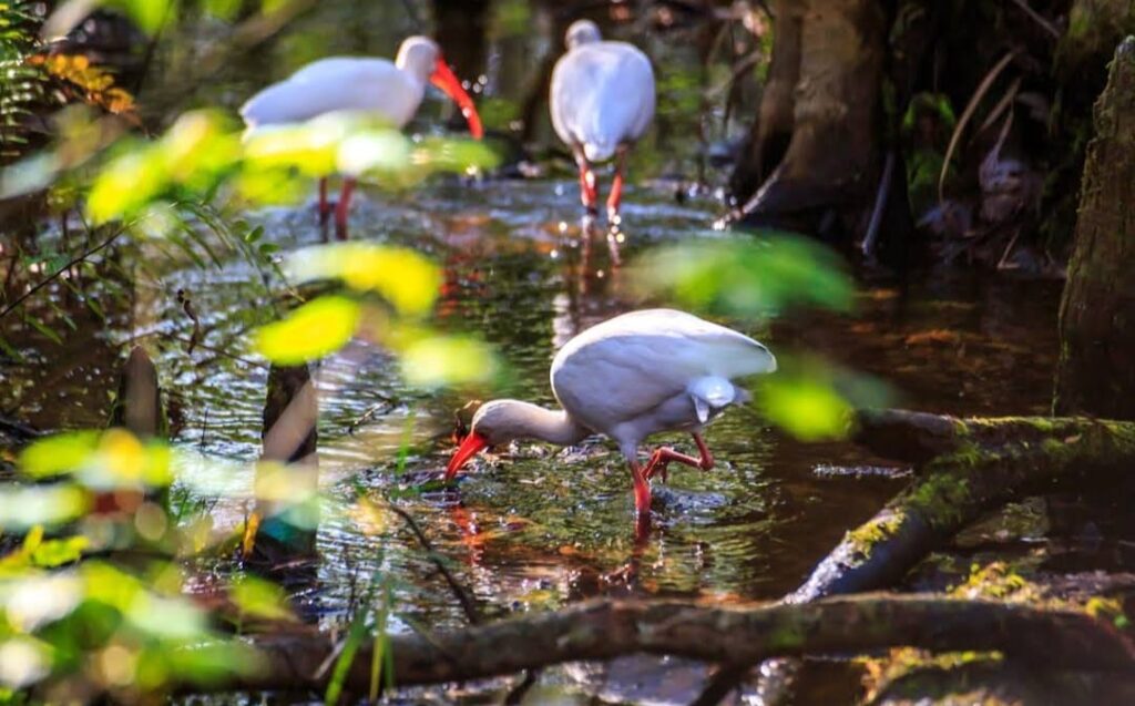 Corkscrew Swamp