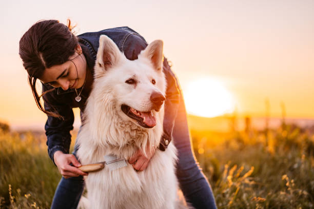 Understanding Pet Anxiety During Travel